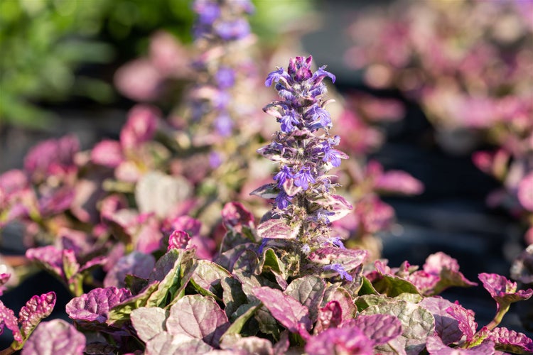 Ajuga reptans 'Burgundy Glow', Günsel, buntes Laub, ca. 9x9 cm Topf