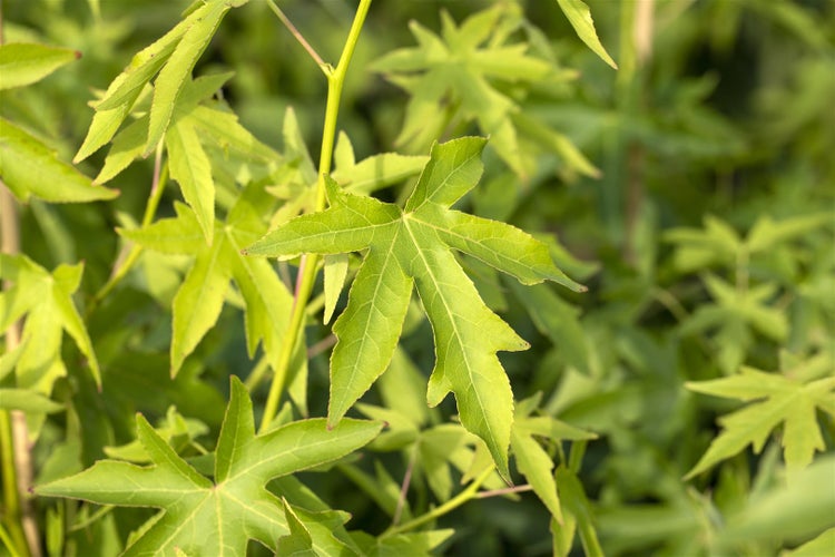 Nahaufnahme der handförmigen, gelappten Blätter eines Amberbaums Liquidambar styraciflua mit markanter Blattstruktur.