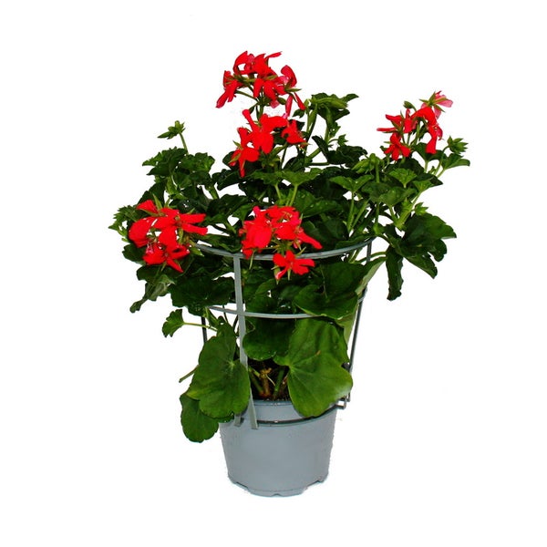 Französische Geranien hängend Pelargonium peltatum Ville de Paris 12cm Topf Set mit 3 Pflanzen Rot