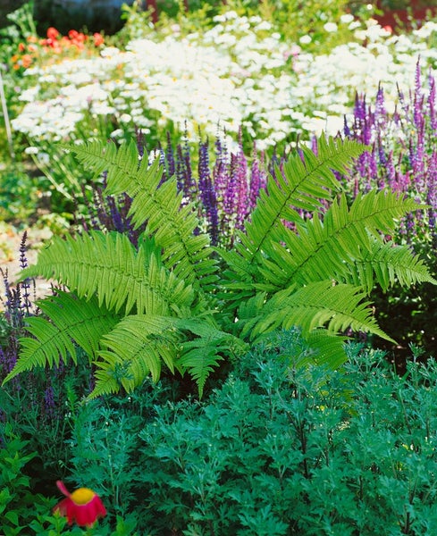 Dryopteris atrata, Farn, ca. 9x9 cm Topf