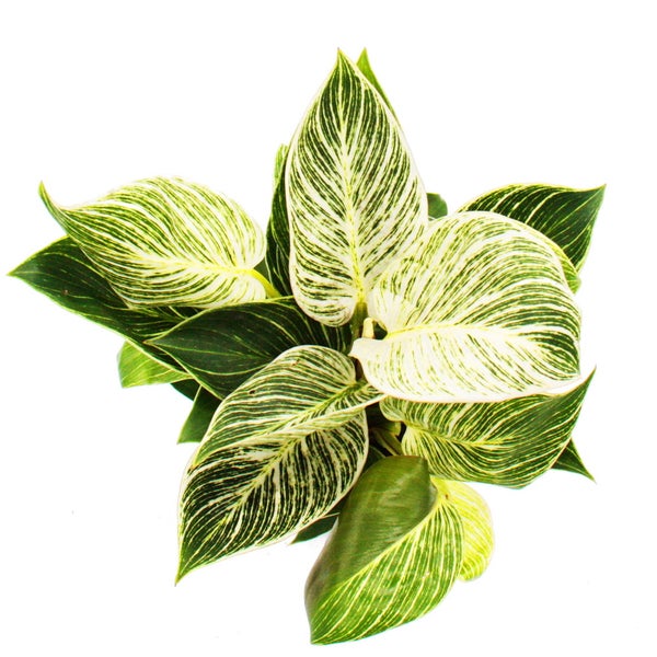 Philodendron White Wave - weiß-gestreifter Baumfreund - 12cm Topf