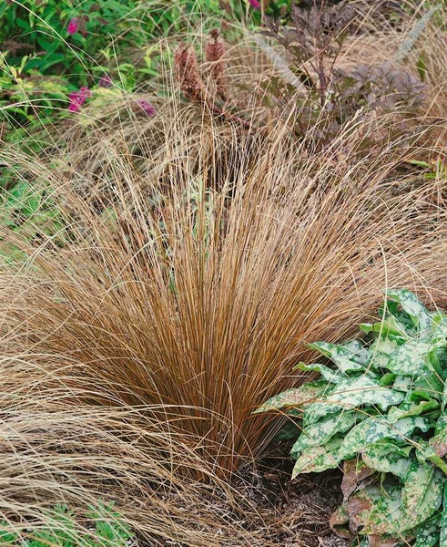 Carex acuta, Sumpf-Segge, ca. 9x9 cm Topf