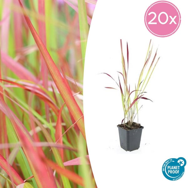 Japanisches Blutgras Imperata cylindrica Red Baron, Set von 20 Stück, Ziergras im Topf mit rot-grünen Halmen und On the way to PlanetProof Siegel.