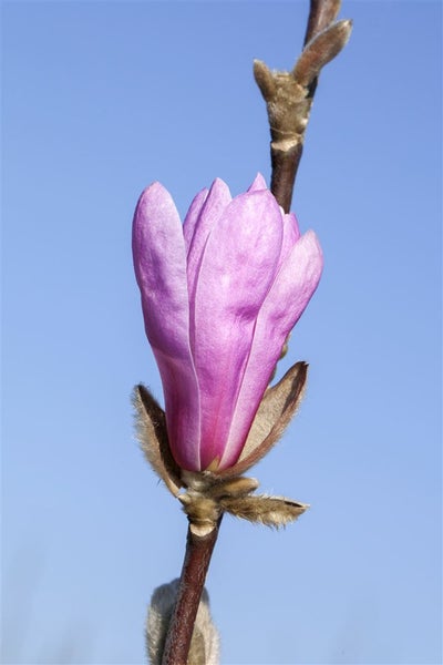 Magnolienblüte an einem Ast vor blauem Himmel
