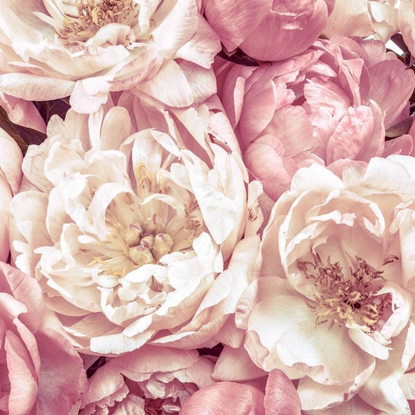 Nahaufnahme von rosa Pfingstrosenblüten