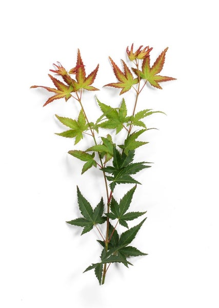 Acer palmatum 'Little Princess', Japanischer Ahorn, kompakt, 30–40 cm