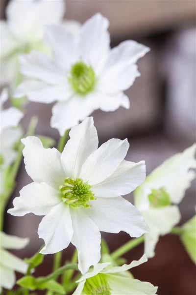 Clematis Hybride 'Early Sensation', immergrün, weiße Blüten, 60–100 cm