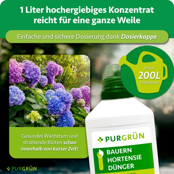 Eine Flasche PURGRUEN Bauernhortensien Duenger Konzentrat mit Dosierkappe fuer zweihundert Liter Giesswasser vor blühenden Hortensien.