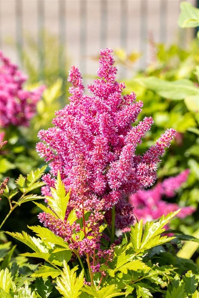Astilbe Pflanze mit Blütenständen
