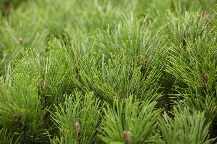 Pinus mugo 'Pumilio', Bergkiefer, kompakt, 40–50 cm