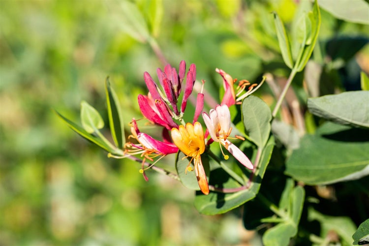 Lonicera brownii 'Dropmore Scarlet', Geißblatt, scharlachrot, 40–60 cm