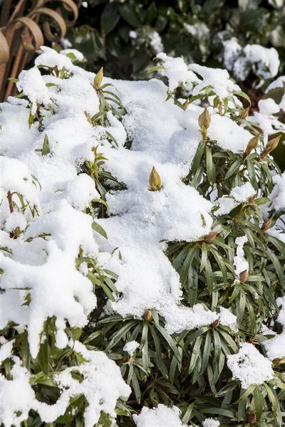 Rhododendron Hybr. 'Graziella', Rhododendron, 30–40 cm