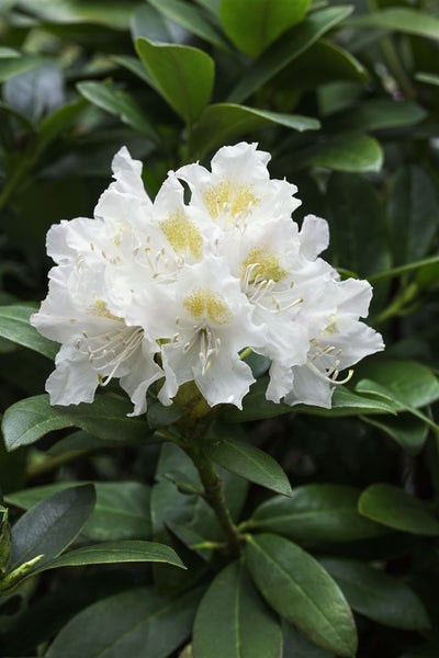 Rhododendron 'Cunninghams White', weiß, 30–40 cm, INKARHO