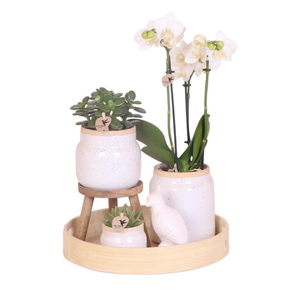 Kolibri Orchideen Geschenk zum Muttertag  Komplettes Pflanzenset Vintage weiß Grünpflanzen mit weißer Phalaenopsis Orchidee im Vintage weißen Ziertopf und Zubehör