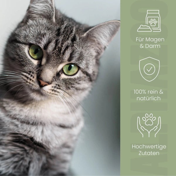 Porträt einer getigerten Katze mit Symbolen für Magen und Darm, Reinheit und hochwertige Zutaten.