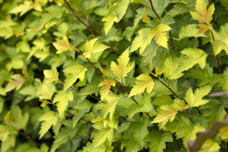 Physocarpus opulifolius 'Nugget', Blasenspiere, goldgelb, 40–60 cm