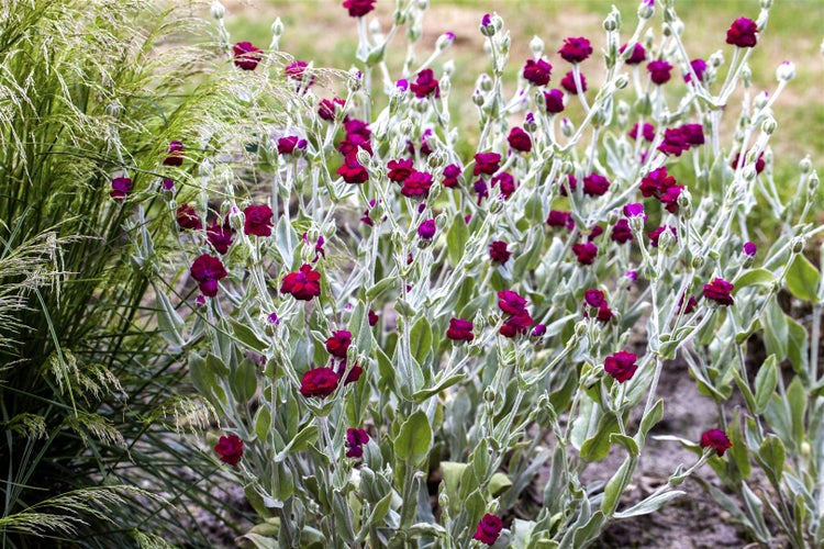 Lychnis coronaria, Lichtnelke, silbrig-grau, ca. 9x9 cm Topf