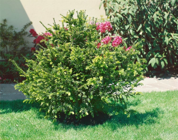 Taxus baccata 'Renke's Kleiner Grüner', Eibe, kompakt, 20–30 cm