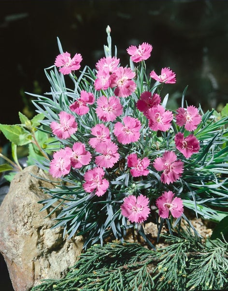 Dianthus gratianop. 'Blaureif', Nelke, blaugrün, ca. 9x9 cm Topf