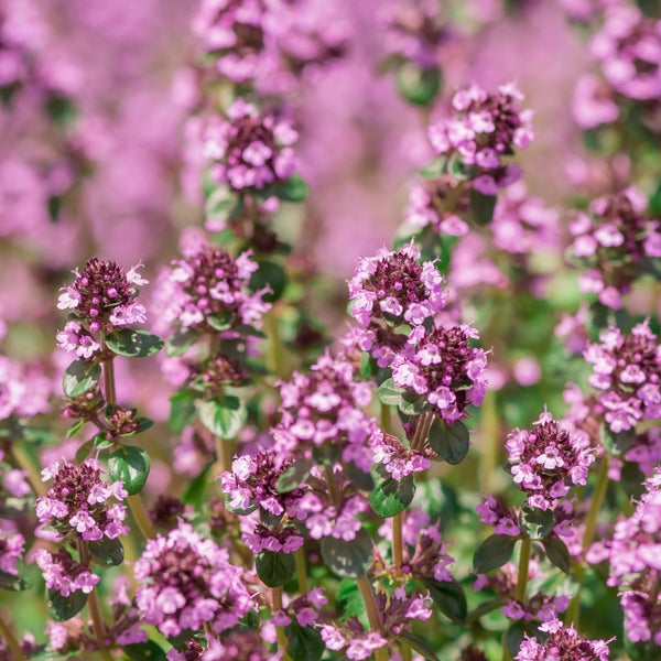Nahaufnahme von Quendel mit lila Blüten