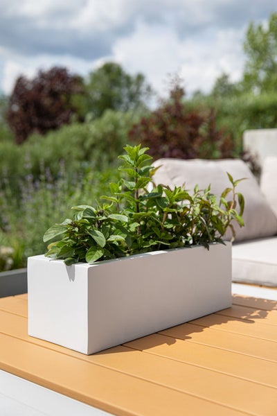 Weißer, rechteckiger Pflanzkasten mit Minze und Basilikum auf einem Holztisch im Garten.