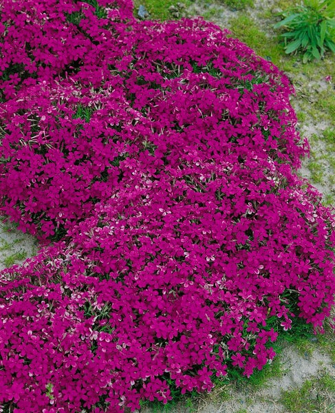 Phlox douglasii 'Crackerjack', Polsterphlox, leuchtend rosa, ca. 9x9 cm Topf