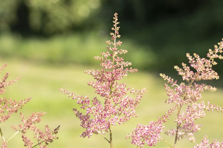 Astilbe x arendsii 'Anita Pfeifer', Prachtspiere, rosa, ca. 9x9 cm Topf