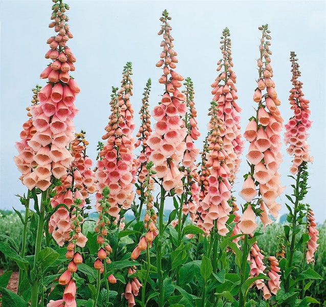 Digitalis purpurea 'Apricot', Fingerhut, apricotfarben, ca. 9x9 cm Topf