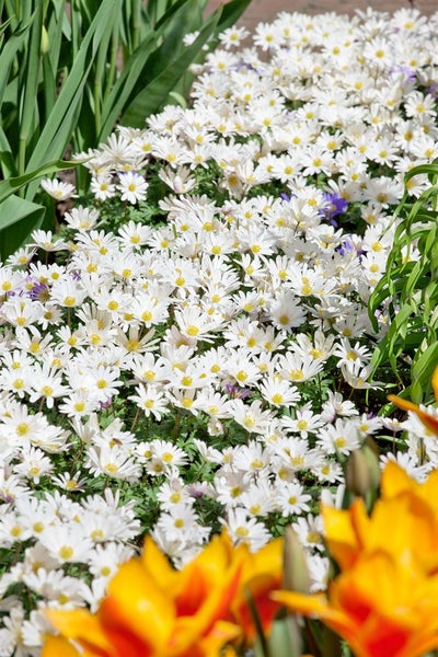 Beet mit weißen Buschwindröschen und grünen Blättern