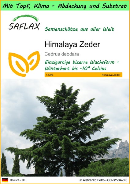 SAFLAX Garden to go - Himalaya Zeder - Cedrus deodara - 35 Samen - Mit Topf, Klima - Deckel und Anzuchtsubstrat