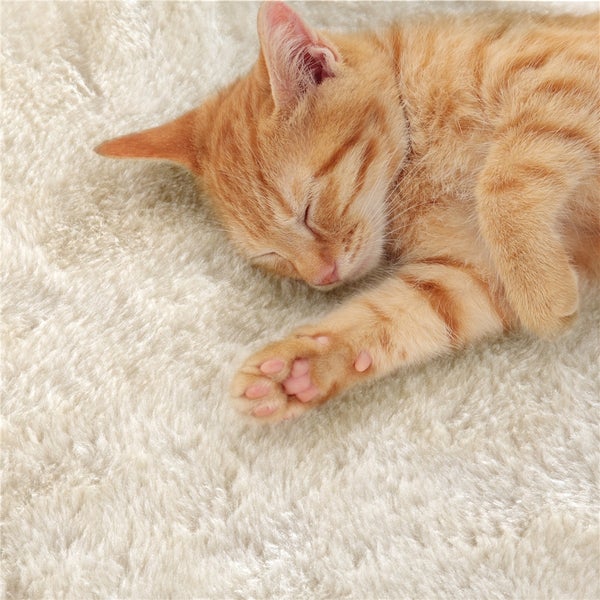 Schlafende Katze auf einem Teppich