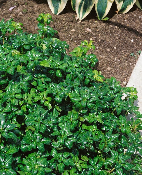 Pachysandra terminalis 'Green Sheen', Ysander, glänzend, ca. 9x9 cm Topf