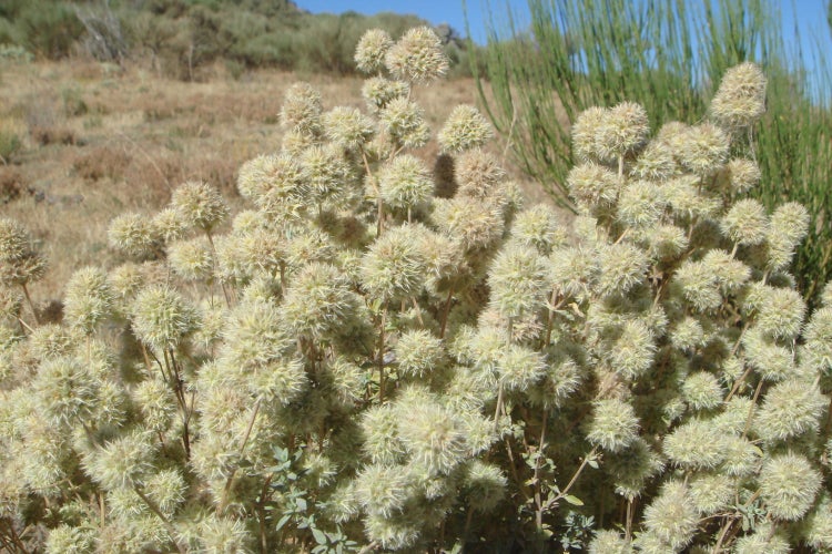 SAFLAX Garden to go - Spanischer Majoran - Thymus mastichina - 250 Samen - Mit Topf, Klima - Deckel und Anzuchtsubstrat