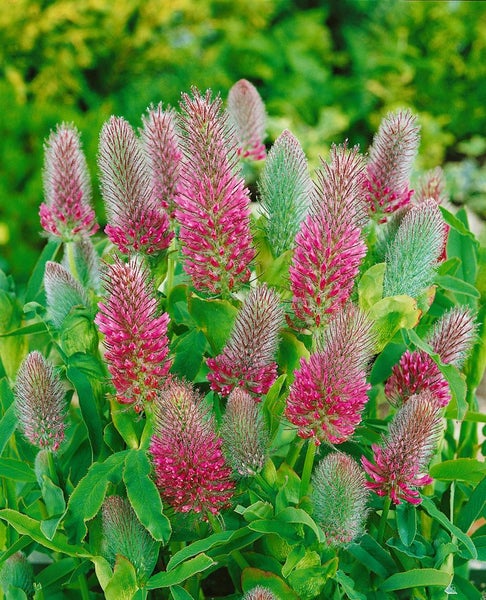 Trifolium rubens, Rotklee, ca. 9x9 cm Topf