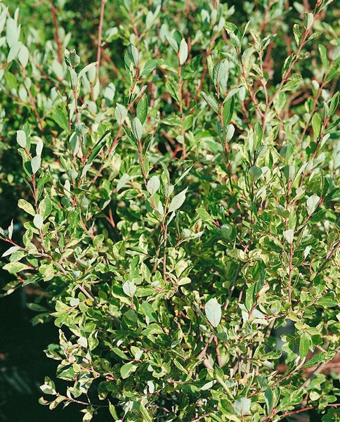 Salix cinerea, Grau-Weide, 60–100 cm