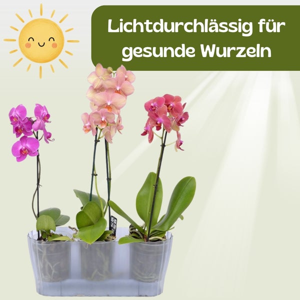 Drei farbenfrohe Orchideen in einem transparenten Topf für gesunde Wurzeln