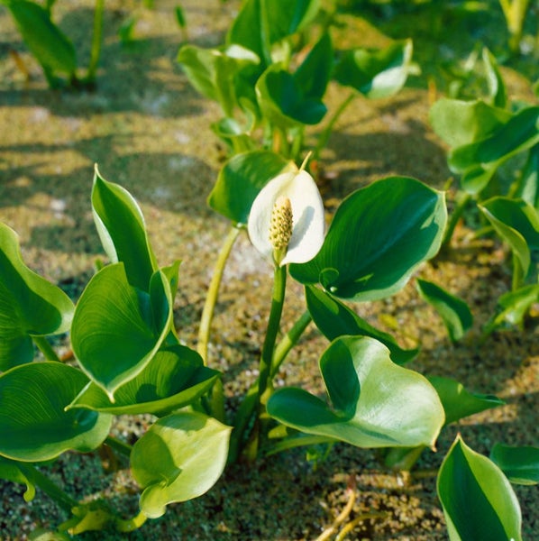 Calla palustris, Sumpf-Calla, weiß, ca. 9x9 cm Topf