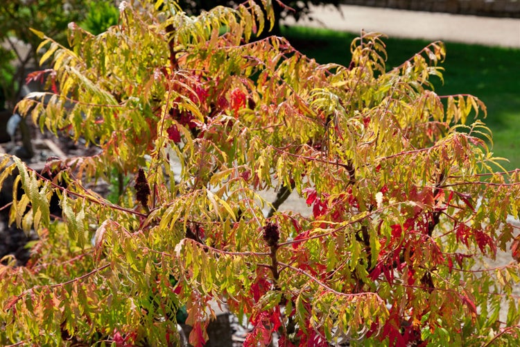 Rhus typhina 'Tiger Eyes', Essigbaum, gelbgrün, 40–60 cm