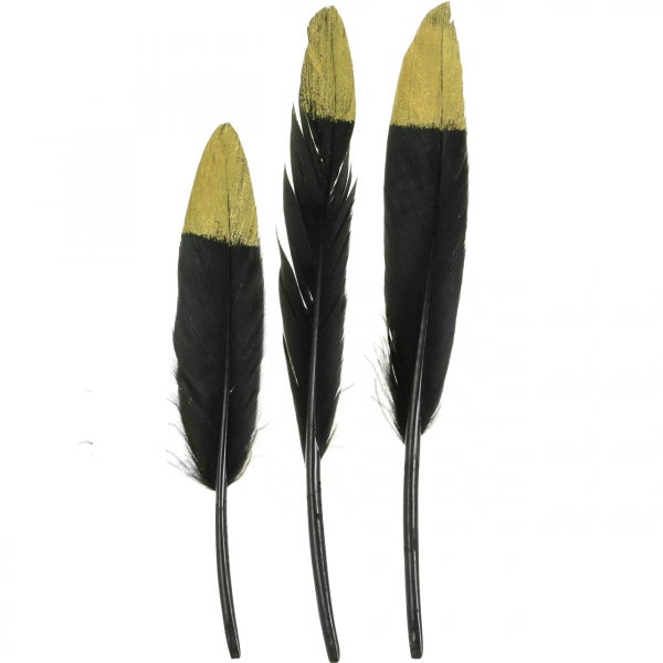 Drei Federn, teilweise mit goldfarbener Spitze