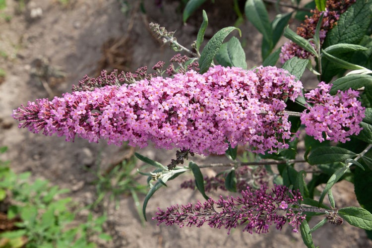 Buddleja davidii 'Pink Delight', Schmetterlingsflieder, rosa, 80–100 cm