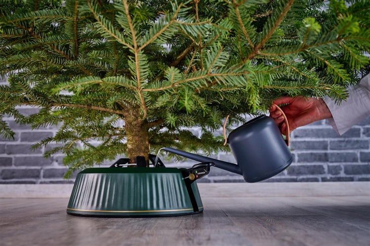 Szene eines Weihnachtsbaums in einem Christbaumständer, der mit einer Gießkanne bewässert wird