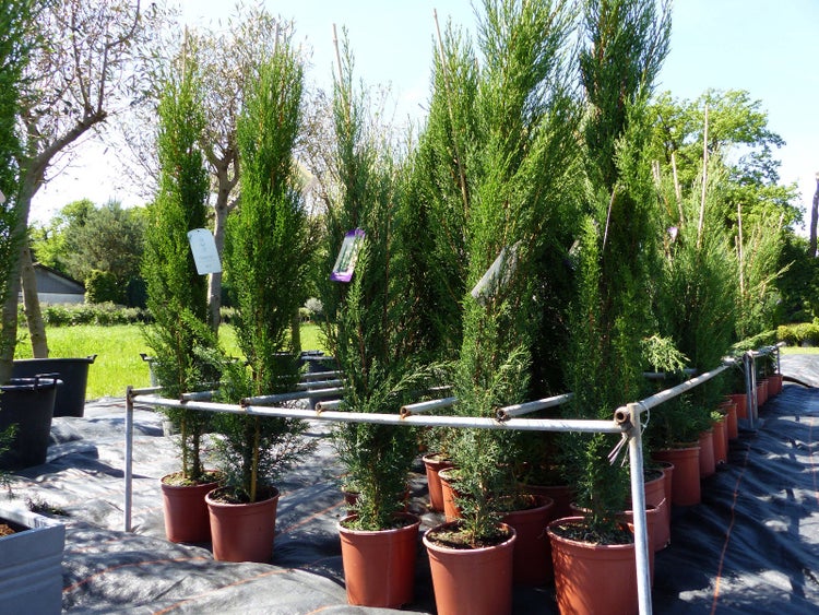 3x Mittelmeerzypresse 140-160 cm Säulen Toskana Zypressen Zypresse Cupressus Semper