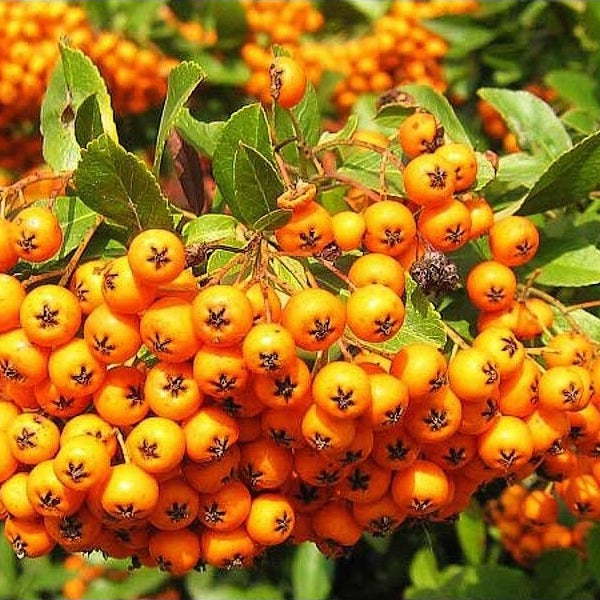 Feuerdorn mit Beeren und Blättern