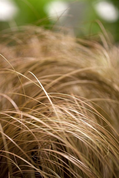 Carex comans 'Bronze Form', Ziergras, bronzefarben, ca. 9x9 cm Topf