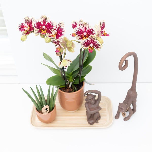 Orchidee mit pink-weiß gesprenkelten Blüten und eine kleine Sansevieria in Tontöpfen auf einem Holztablett mit Affenfiguren.