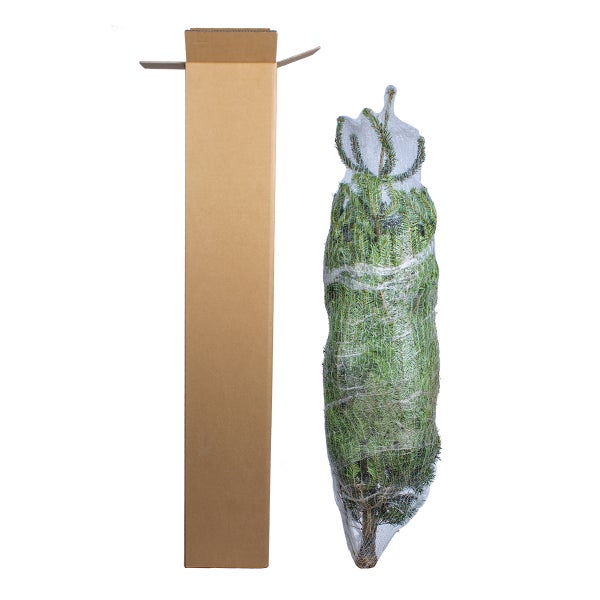 Naturgetreuer Tannenbaum mit Stamm und schwarzem Standfuß.