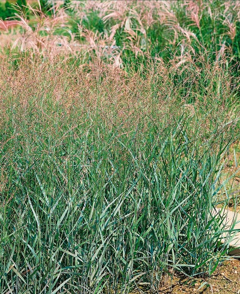 Panicum virgatum 'Strictum', Rutenhirse, aufrecht, ca. 9x9 cm Topf