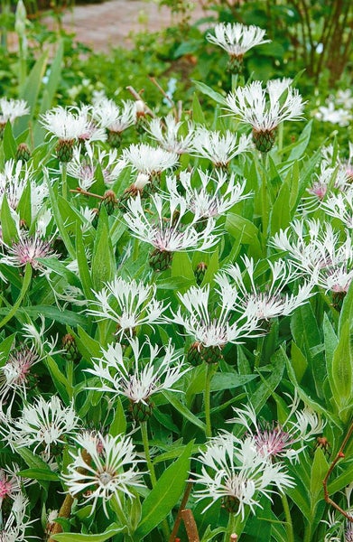 Centaurea montana 'Alba', Berg-Flockenblume, weiß, ca. 9x9 cm Topf