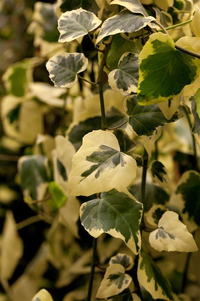 Hedera colchica 'Dentata Variegata', Efeu, panaschiert, 40–60 cm