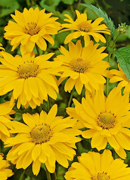 Heliopsis scabra 'Karat', Sonnenauge, goldgelb, ca. 11x11 cm Topf